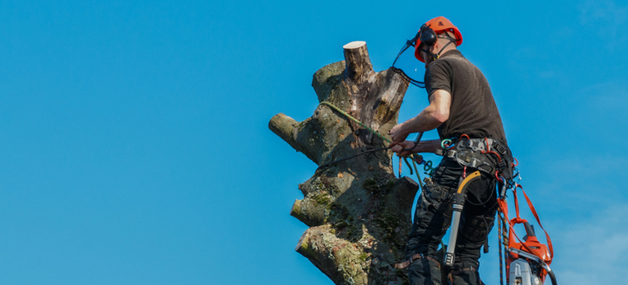 tree dismantling Preston